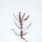 Hygrophila Araguaia 'Chai'