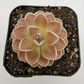 Pinguicula ehlersiae 'Victoria'