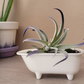 Small Bathtub Planter