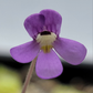 Pinguicula jaumavensis 'Cardonal'