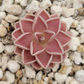 Pinguicula ehlersiae {Tolantongo}