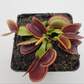 Venus flytrap (Dionaea muscipula) "Brutal Shark"