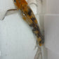 Butterfly koi