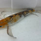 Butterfly koi