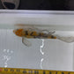 Butterfly koi