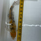 Butterfly koi