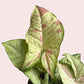 Pink Plant Mystery Bundle Box - 3 Pink Plants