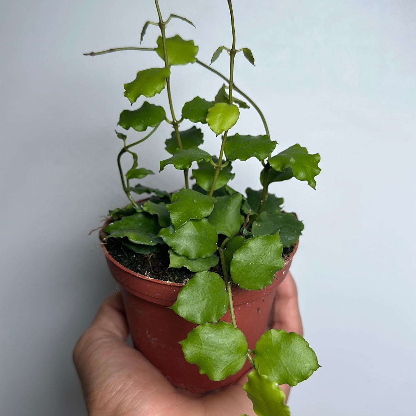 Hoya Endauensis