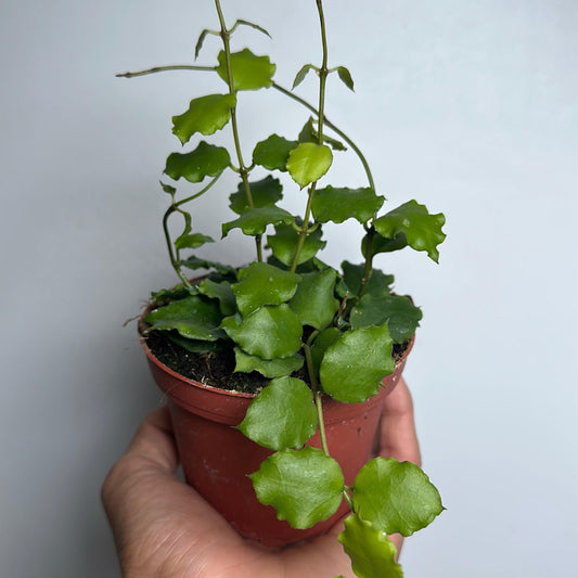 Hoya Endauensis