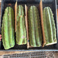 Trichocereus Pachanoi Common San Pedro PC Ornamental Grafting Cactus Cuttings and Potted