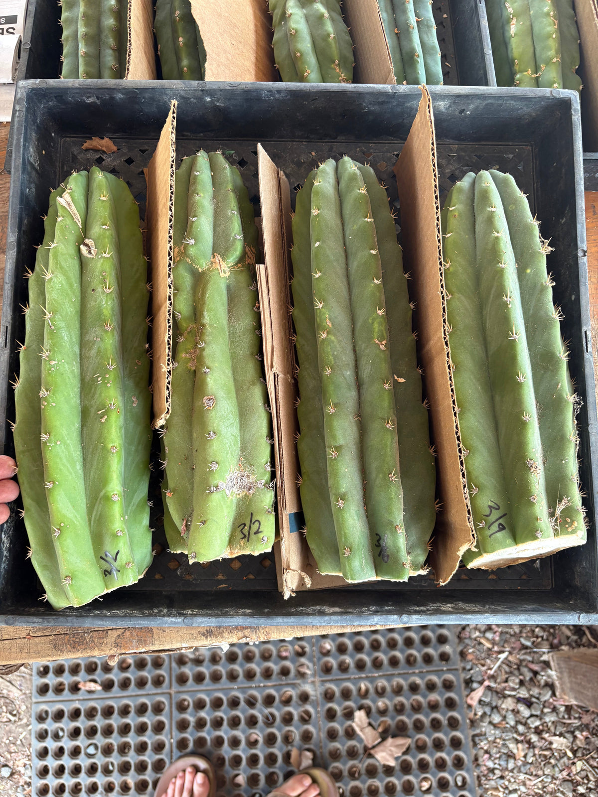Trichocereus Pachanoi Common San Pedro PC Ornamental Grafting Cactus Cuttings and Potted