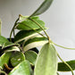 Variegated Hoya Acuta Albo-Marginata