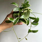 Variegated Hoya Acuta Albo-Marginata