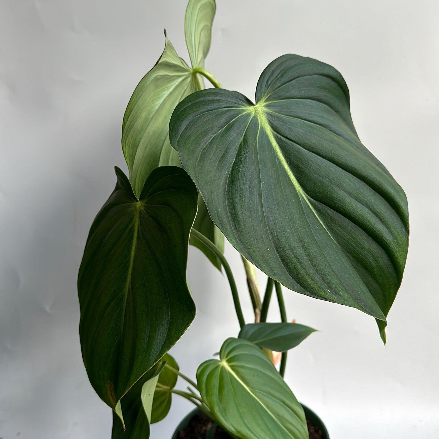 Philodendron McDowell