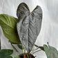 Anthurium Queen of Hearts