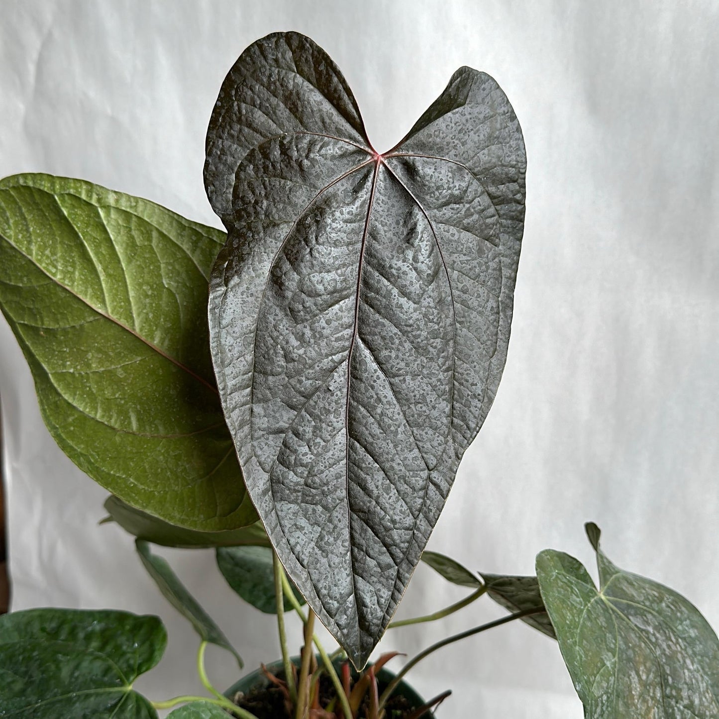 Anthurium Queen of Hearts