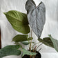 Anthurium Queen of Hearts