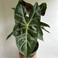 Alocasia 'Pink Dragon Morroco'