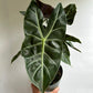 Alocasia 'Pink Dragon Morroco'