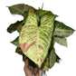 Syngonium Pink Confetti