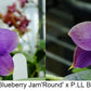Phalaenopsis (Freya’s Blueberry Jam x LL Blue Family)