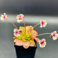 Pinguicula 'Razzberry Blonde'