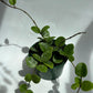 Hoya Mathilde 'Splash'