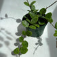 Hoya Mathilde 'Splash'