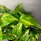 Hawaiian Pothos