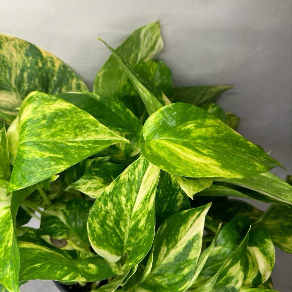 hawaian pothos TropicalPlants.com Hawaiian Pothos (Epipremnum Aureum) Live Plant in 6 in. Growers Pot