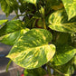 Hawaiian Pothos