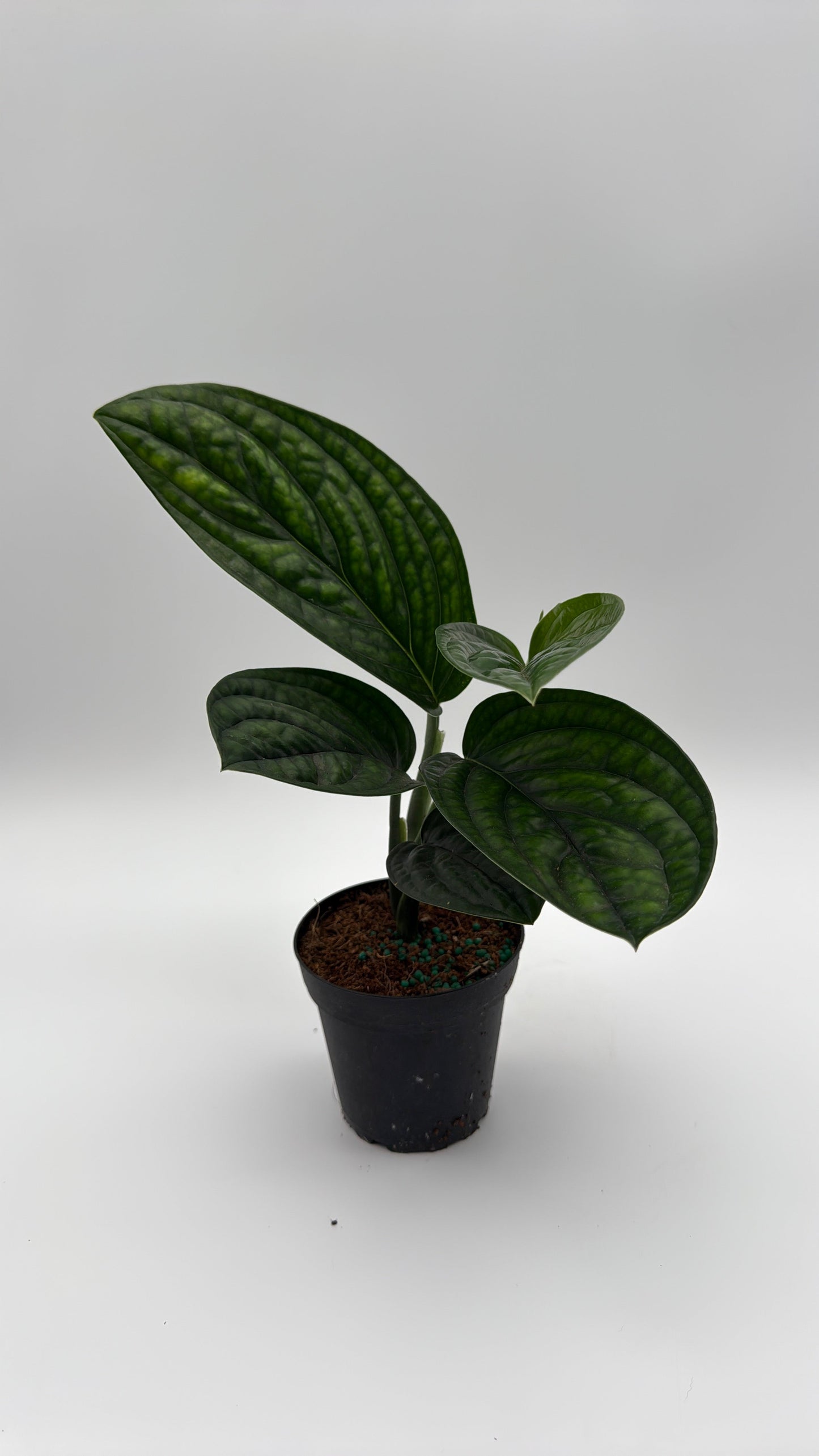 Monstera Peru