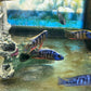 Taiwan Reef Cichlid (Protomelas sp. "Steveni Taiwan")