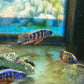 Taiwan Reef Cichlid (Protomelas sp. "Steveni Taiwan")