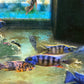 Taiwan Reef Cichlid (Protomelas sp. "Steveni Taiwan")