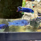 Blue Dolphin Hap Cichlid (Cyrtocara moorii)