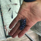 Chindongo demasoni  Demasoni Cichlid