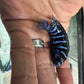 Chindongo demasoni  Demasoni Cichlid