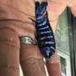 Chindongo demasoni  Demasoni Cichlid