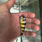 Obliquidens cichlid