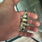 Obliquidens cichlid