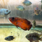 Red Copper Oscar