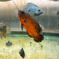 Red Copper Oscar