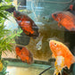 Red Copper Oscar