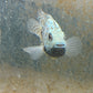 Carpintis Cichlid (Herichthys carpintis)