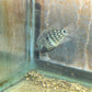 Carpintis Cichlid (Herichthys carpintis)