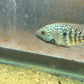 Carpintis Cichlid (Herichthys carpintis)