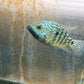 Carpintis Cichlid (Herichthys carpintis)