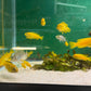 Chindongo saulosi Mbuna German Blood (Juveniles 2")
