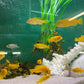 Chindongo saulosi Mbuna German Blood (Juveniles 2")